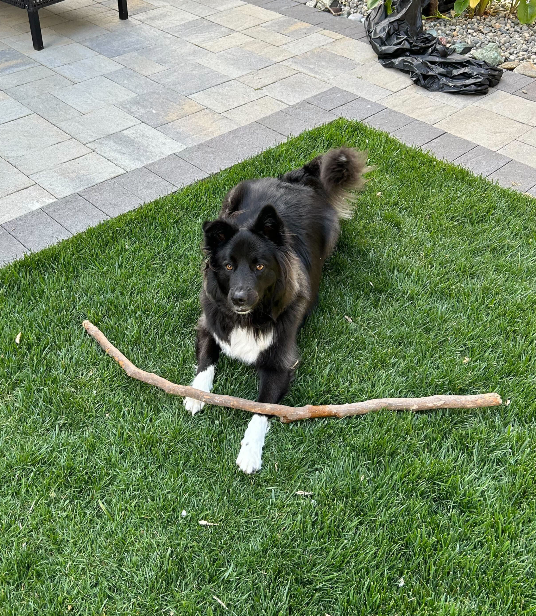 Koda