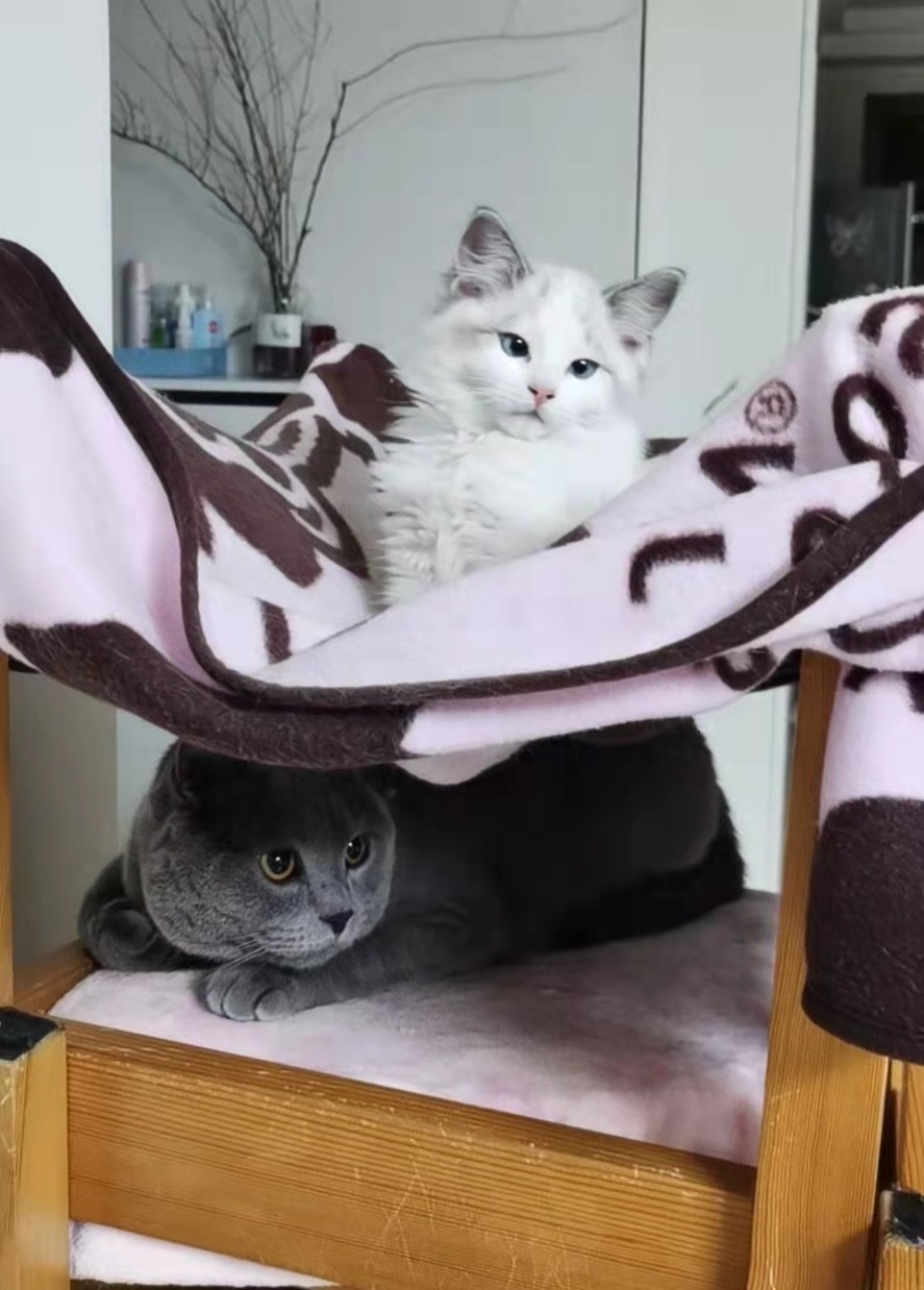 Pan & Cake