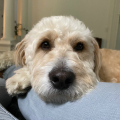 Teddy